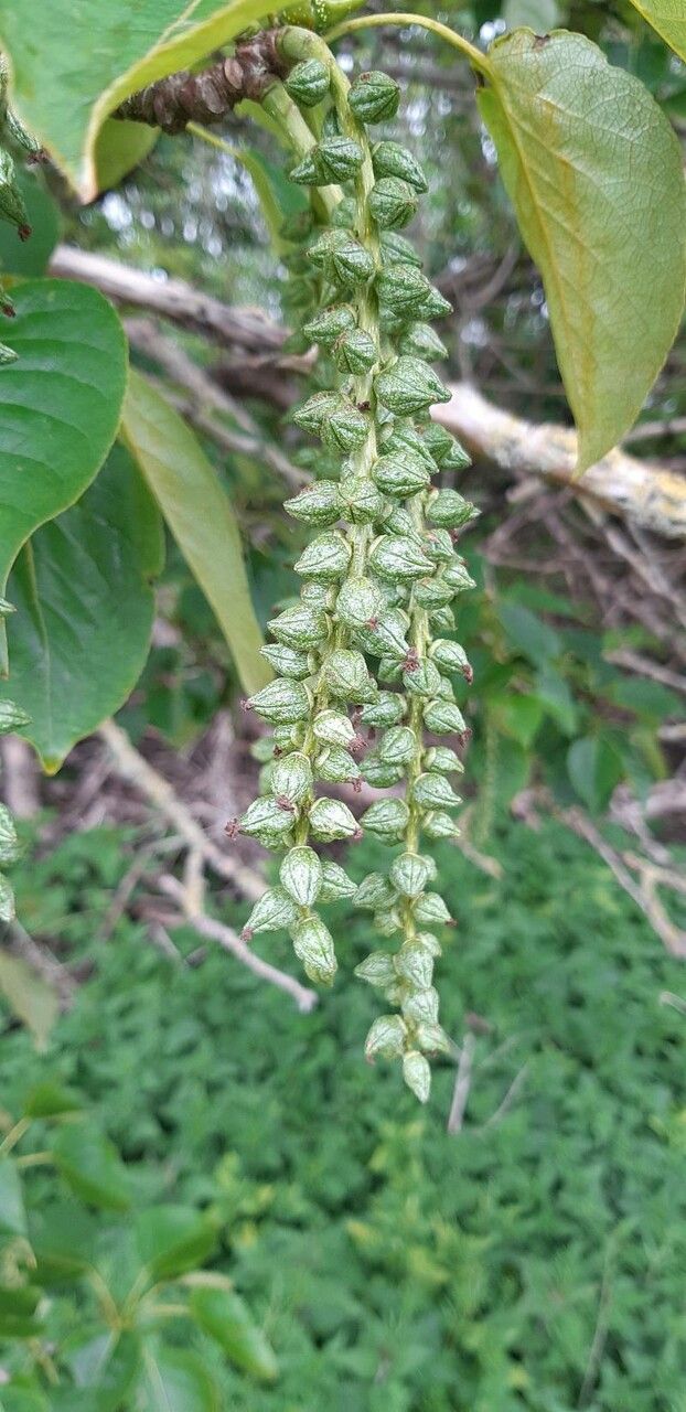 Populus trichocarpa fruit