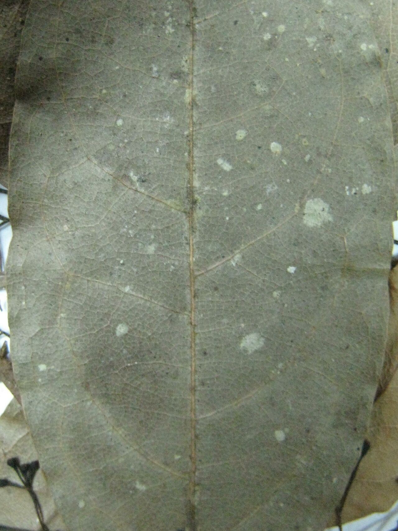 Licaria debilis other