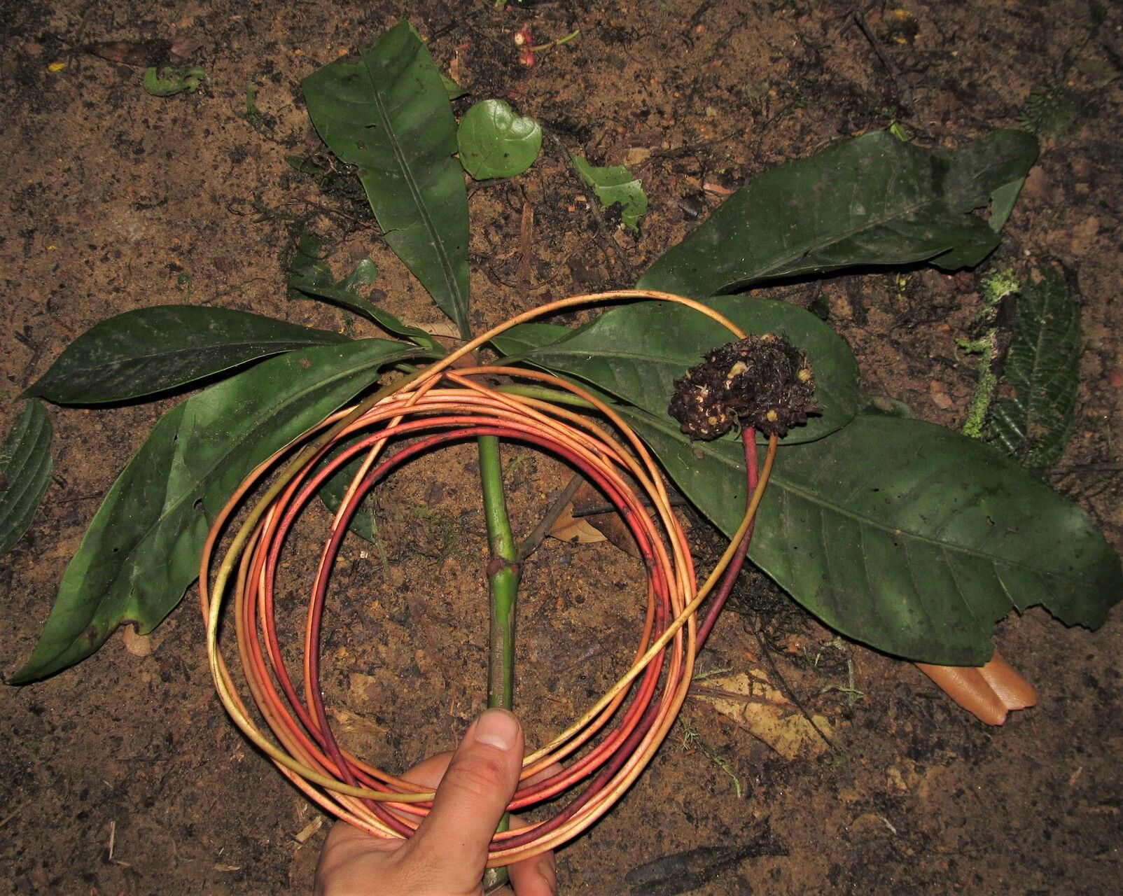 Psychotria densinervia flower