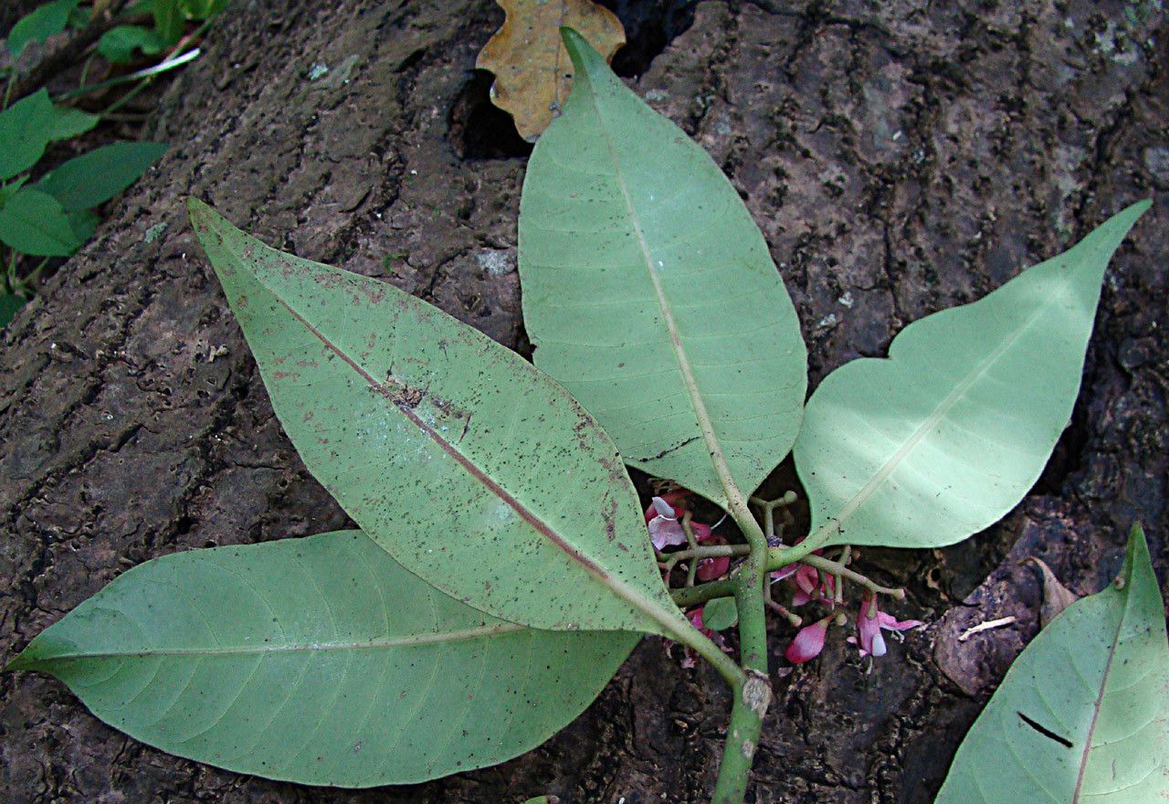 Psychotria semperflorens habit