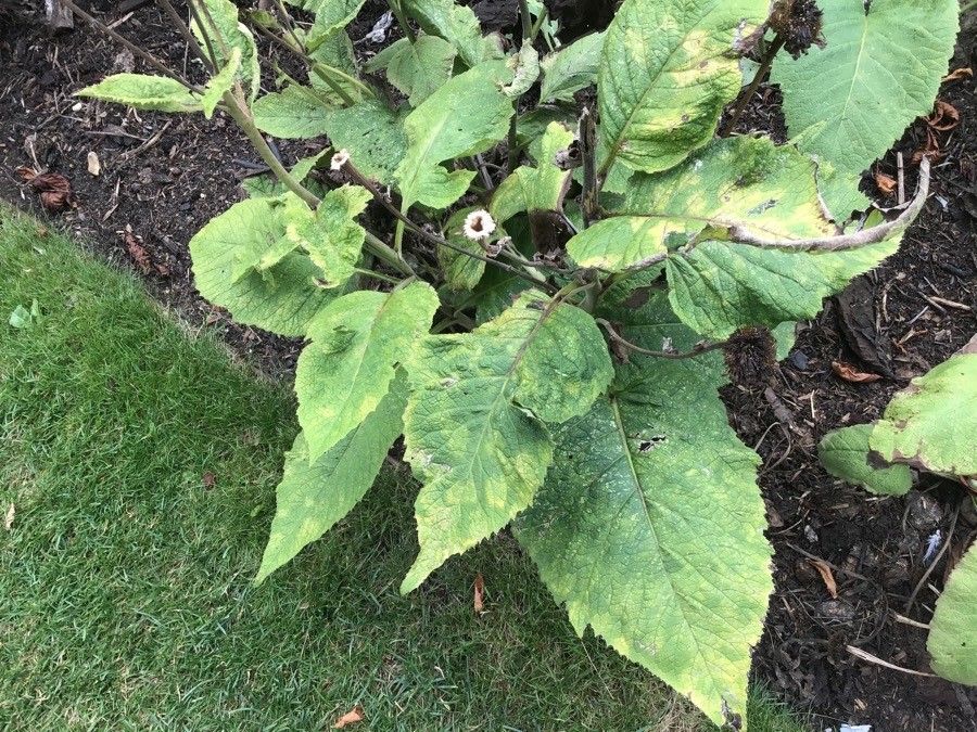 Inula magnifica — search result for 'Inula'