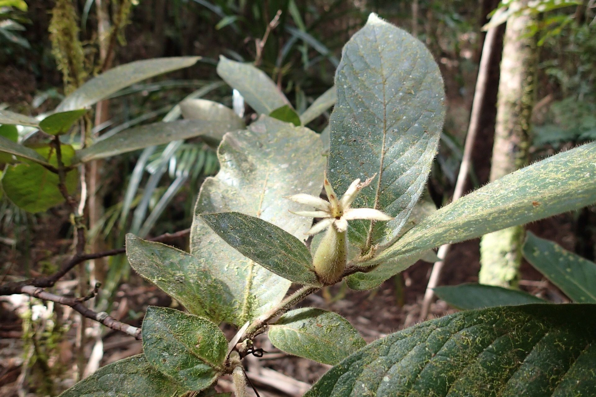 Atractocarpus mollis leaf