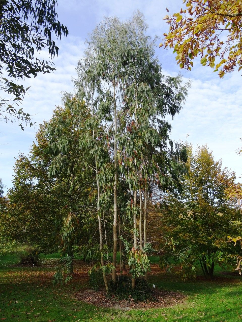 Eucalyptus macarthurii habit