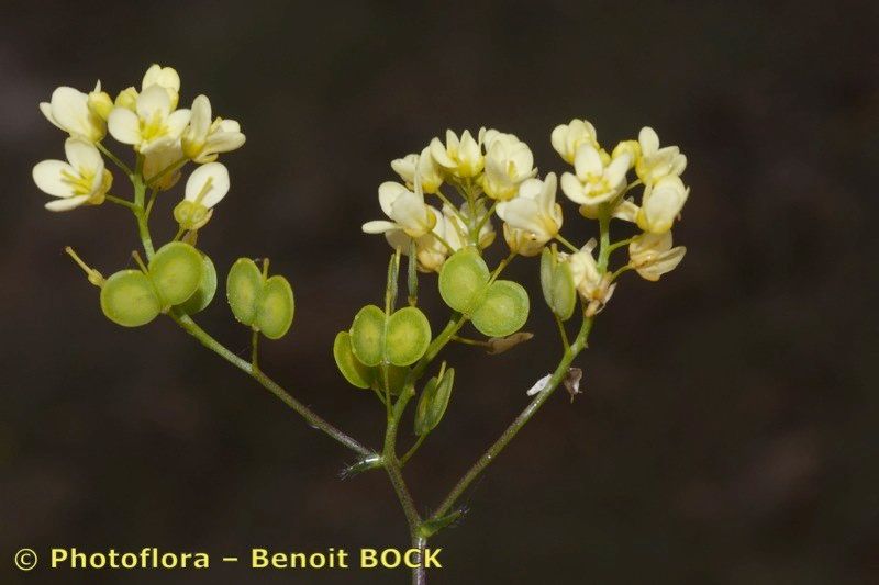 Biscutella sclerocarpa — houseplant care guide