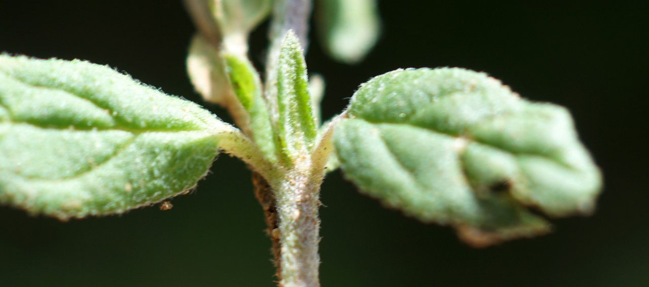 Helianthemum aegyptiacum leaf