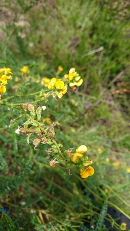 Adesmia boronioides flower