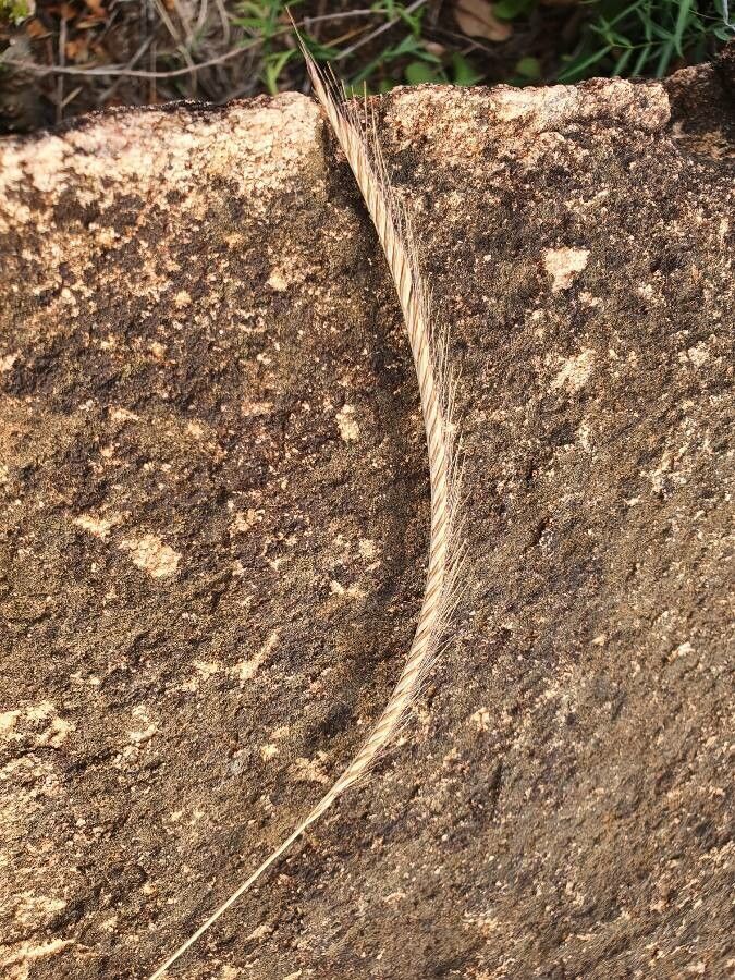 Enteropogon macrostachyus flower