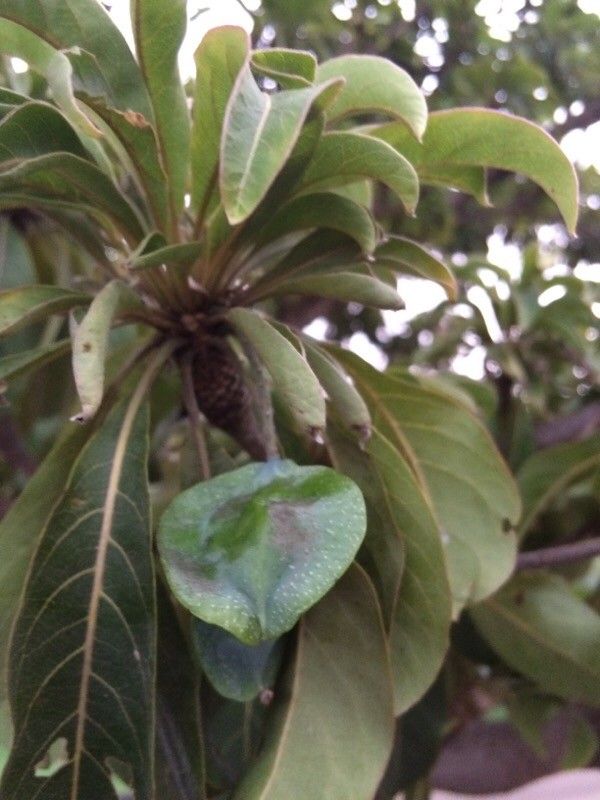 Terminalia bentzoe fruit