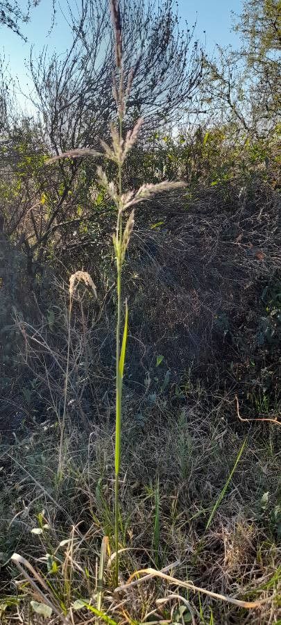 Calamagrostis viridiflavescens habit