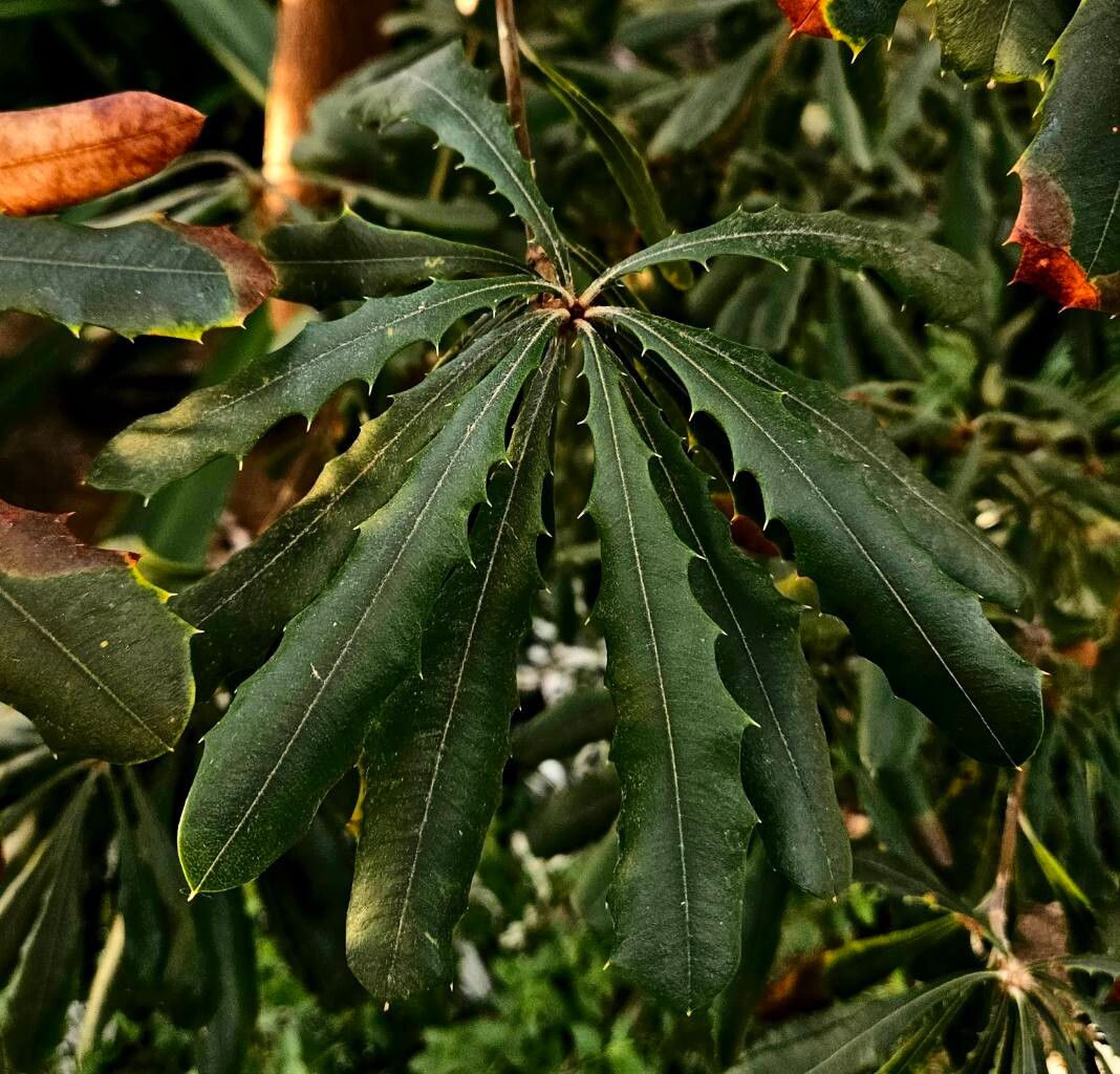 Banksia montana — houseplant care guide