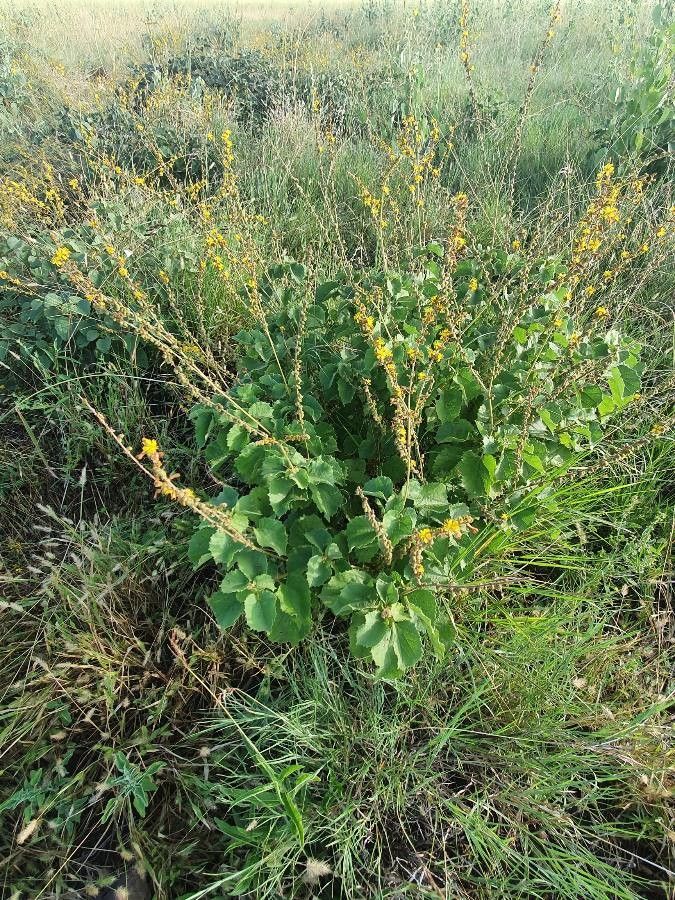 Triumfetta flavescens habit