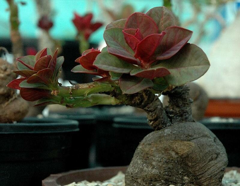 Euphorbia bisglobosa — houseplant care guide