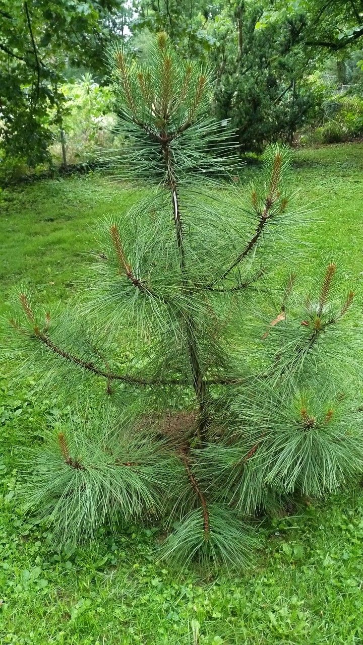 Pinus arizonica habit