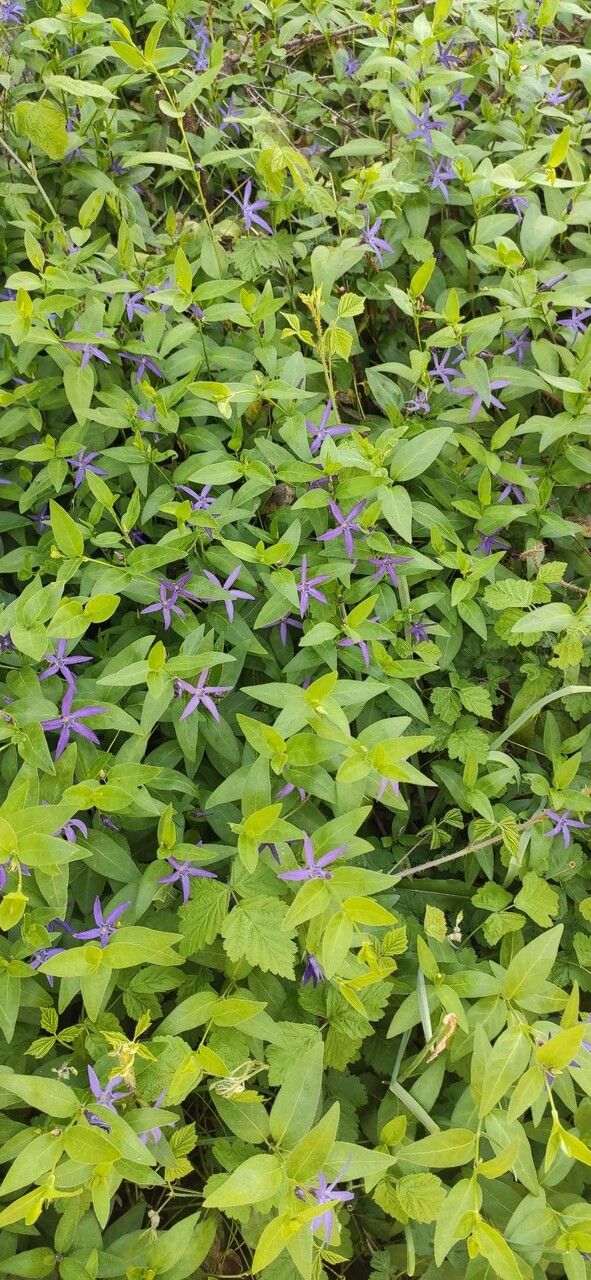 Vinca herbacea