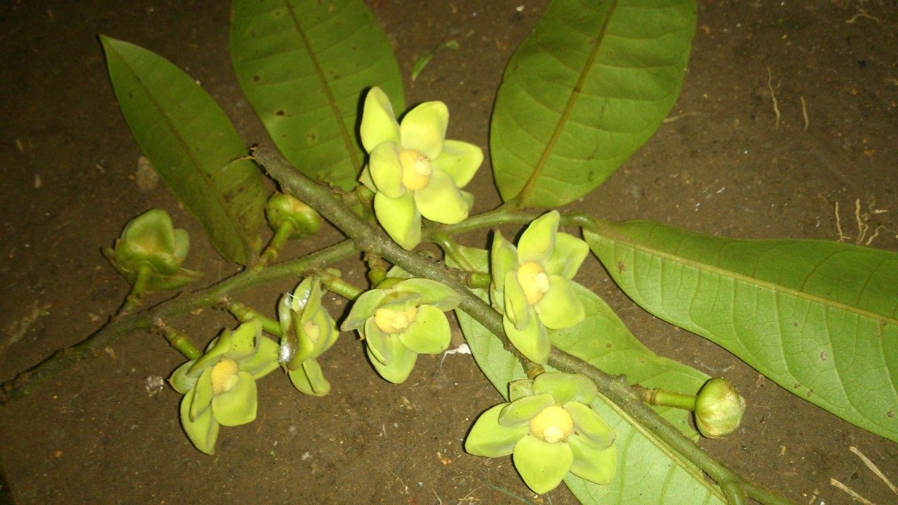 Guatteria aeruginosa flower