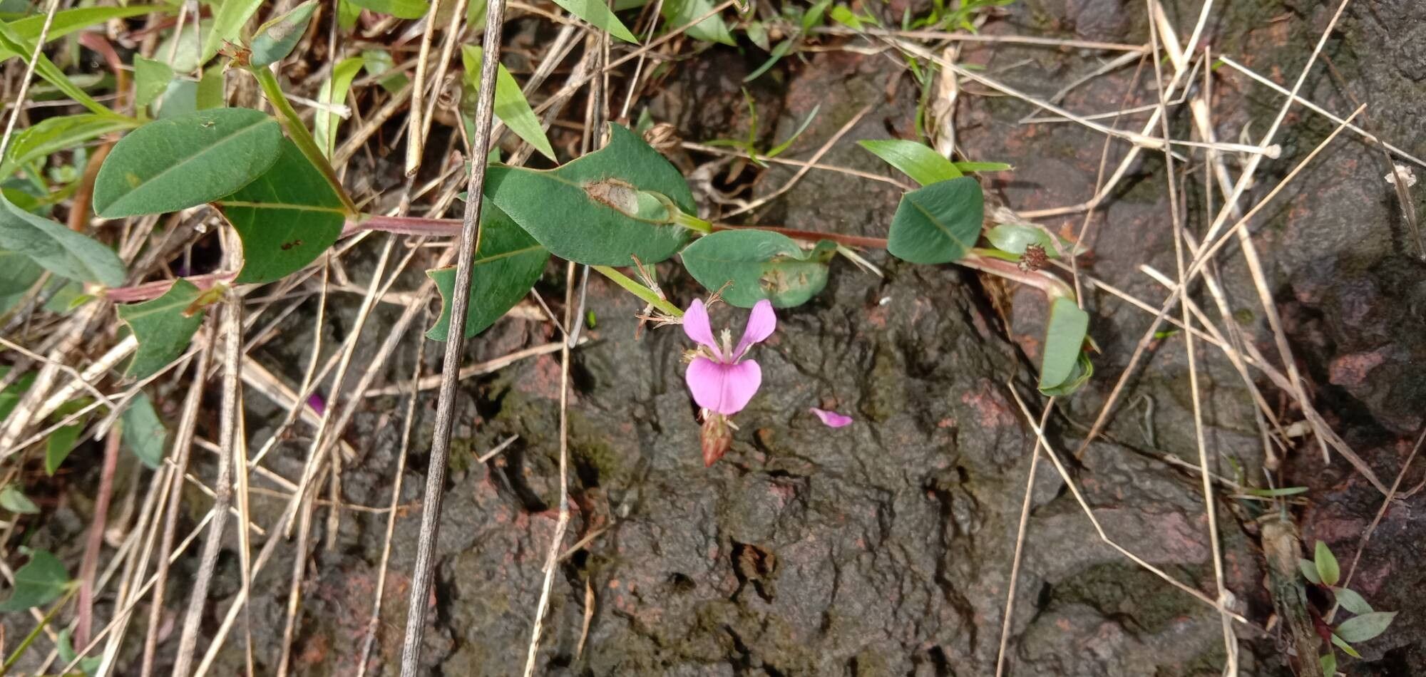 Indigofera dalzelliana flower
