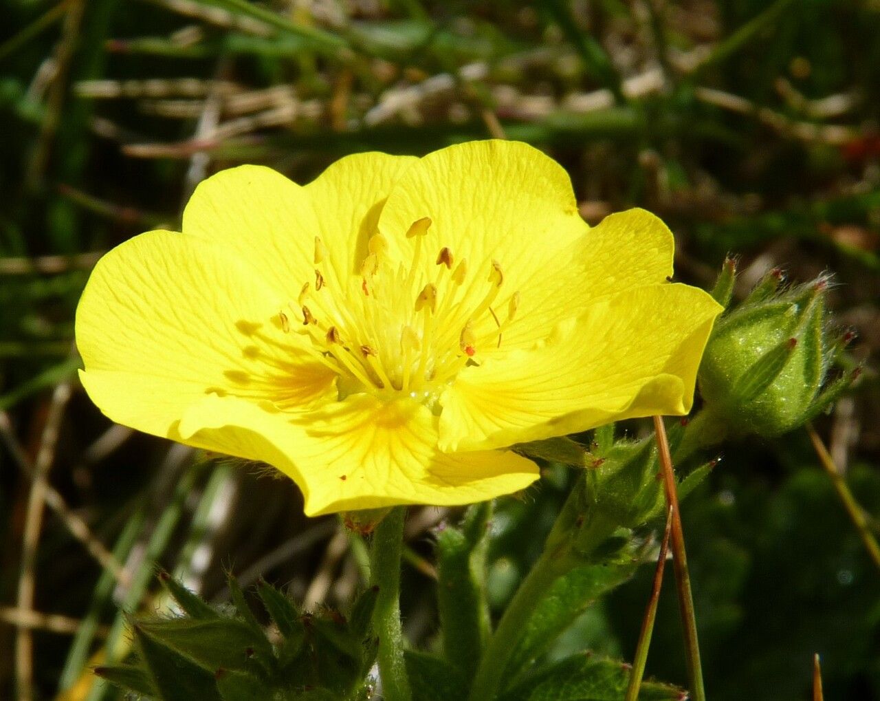 Potentilla grandiflora flower