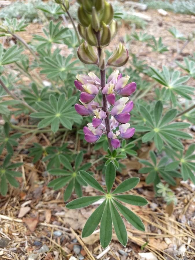 Lupinus stiversii flower