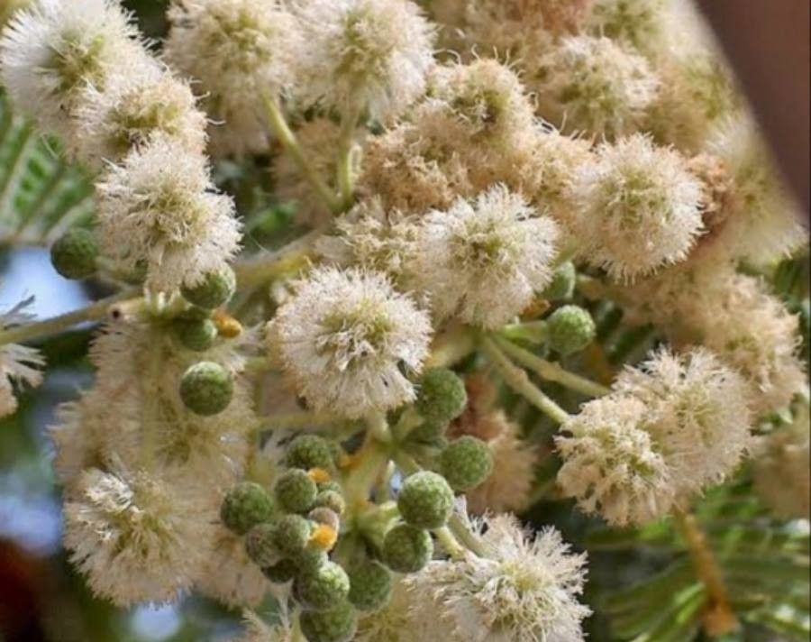 Vachellia rehmanniana — search result for 'Vachellia'