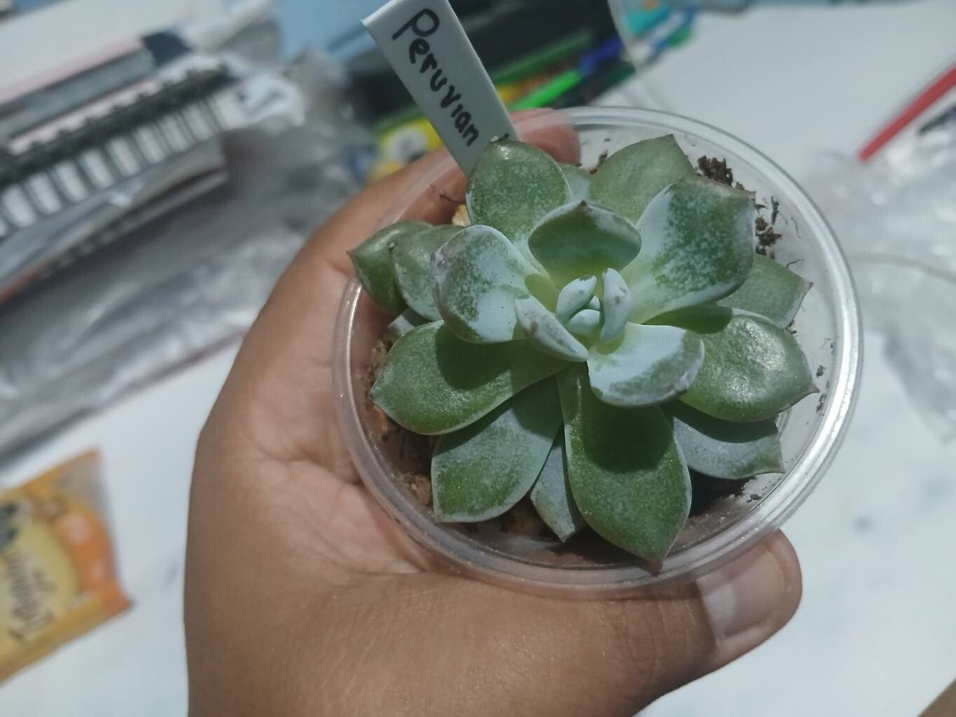 Echeveria peruviana — houseplant care guide