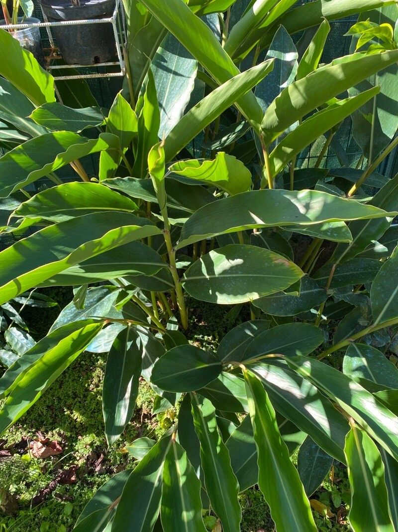 Amomum subulatum — houseplant care guide