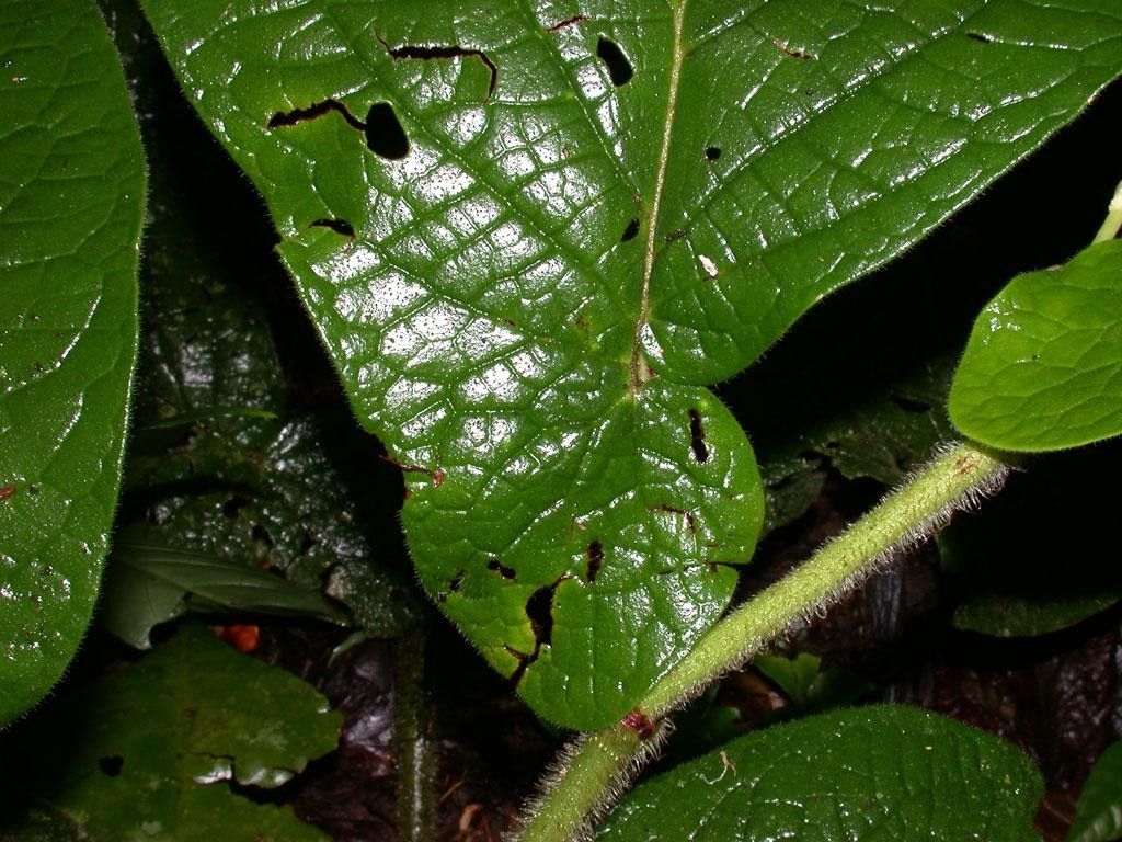 Piper silvicola — houseplant care guide