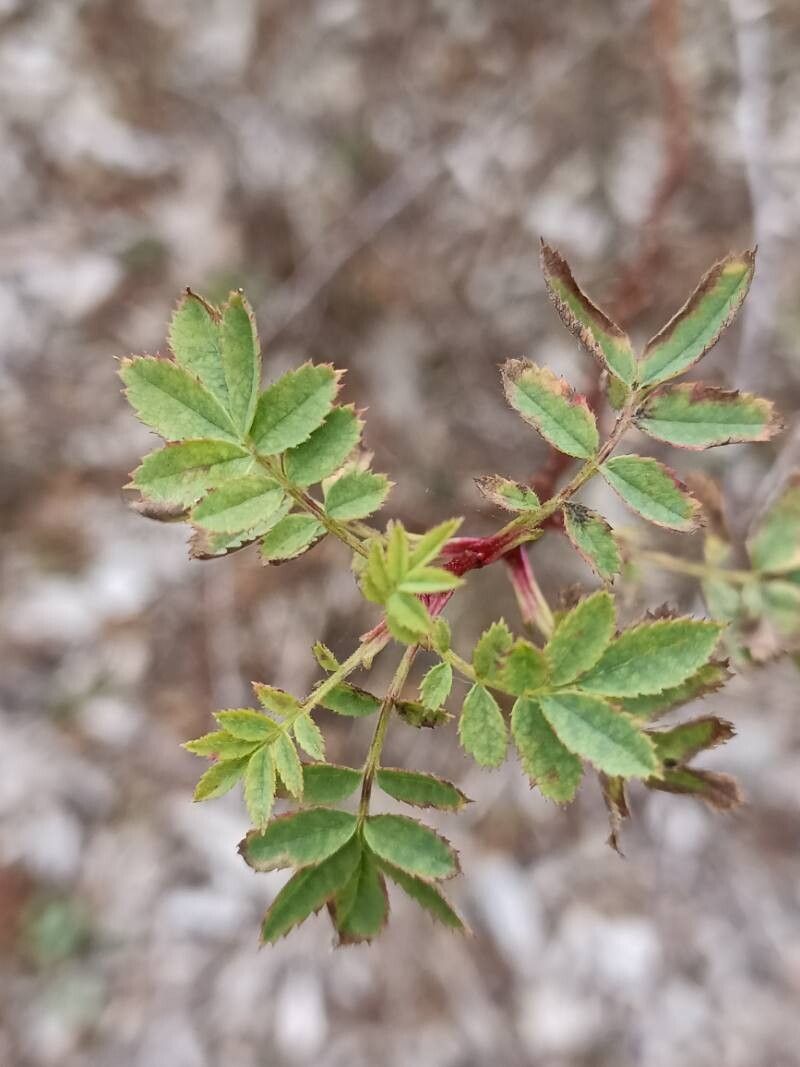 Rosa kokanica — houseplant care guide