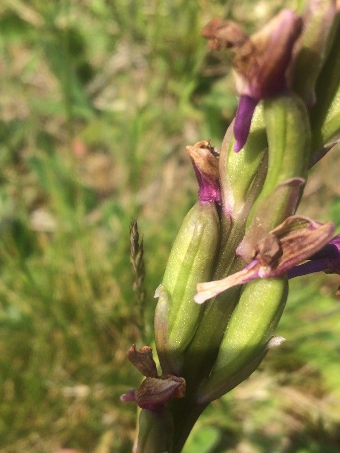 Anacamptis morio fruit