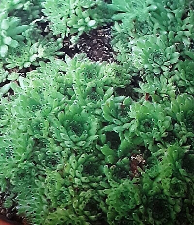 Sempervivum ossetiense — search result for 'Sempervivum'