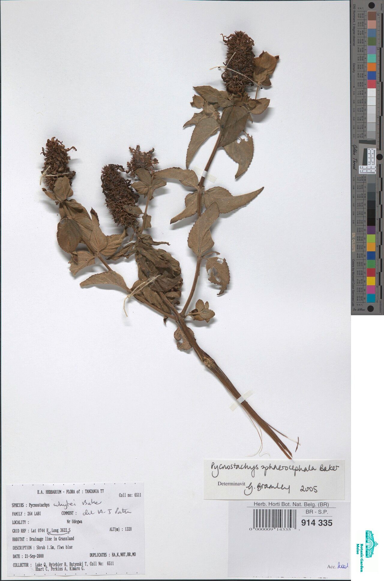 Coleus sphaerocephalus — houseplant care guide