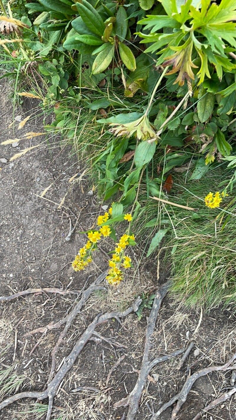 Solidago decurrens habit