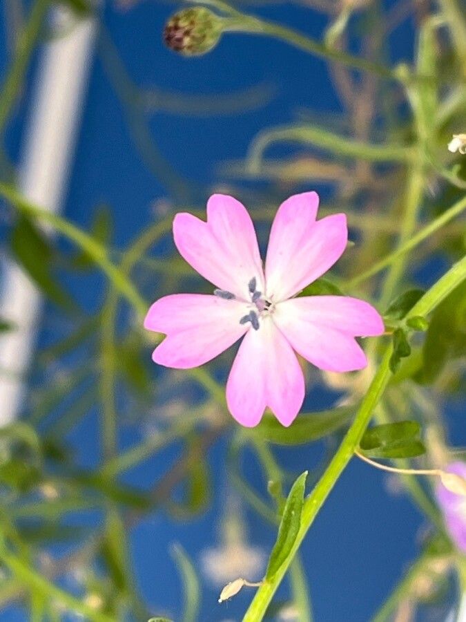 Eudianthe coelirosa flower