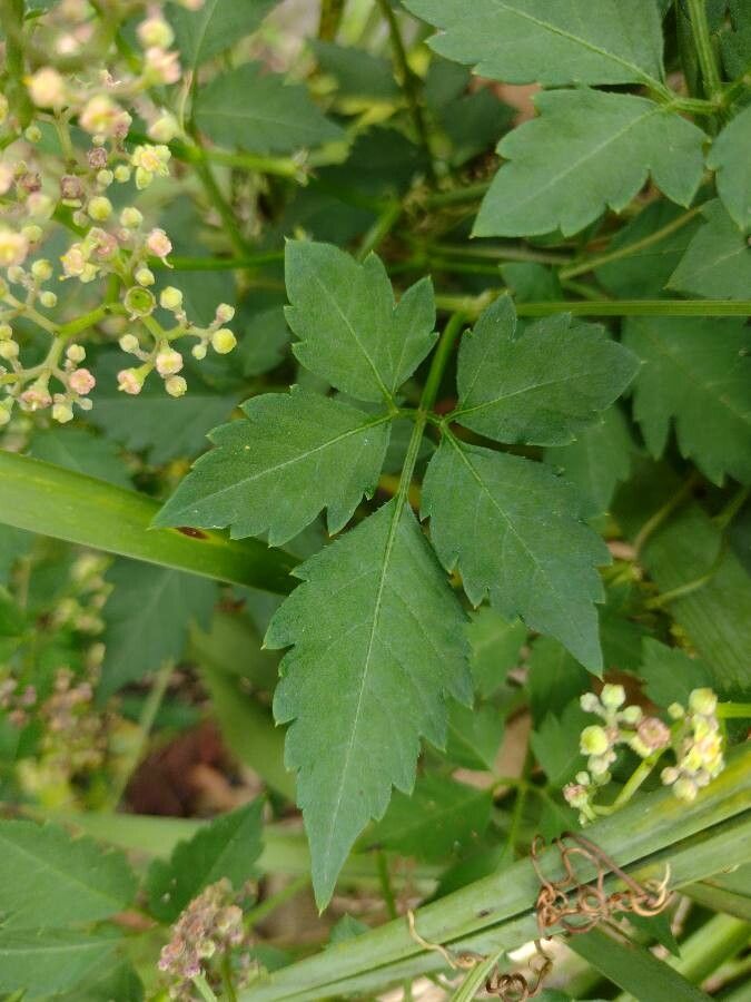Cayratia clematidea — related species from the same genus