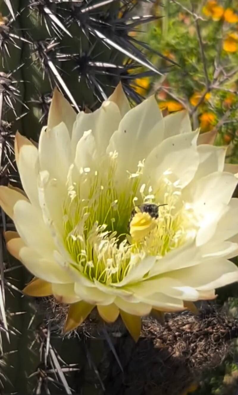 Leucostele chiloensis flower