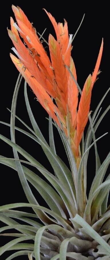 Tillandsia alto-mayoensis — houseplant care guide