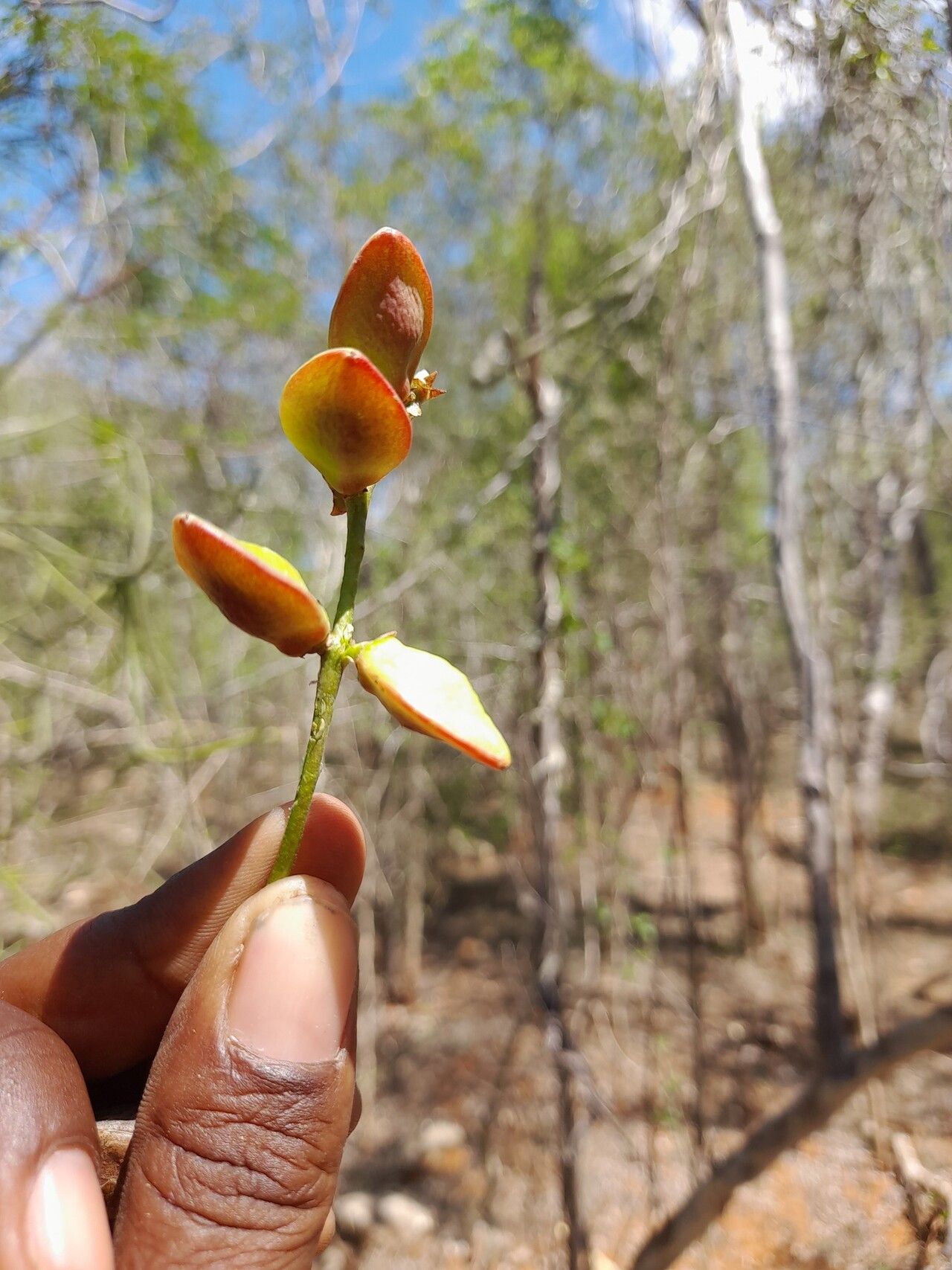 Commiphora pterocarpa flower