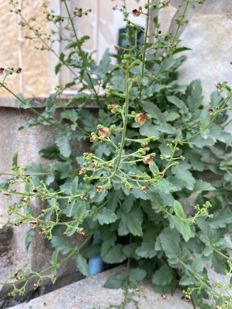 Scrophularia heterophylla flower