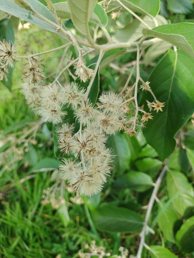 Gochnatia polymorpha fruit