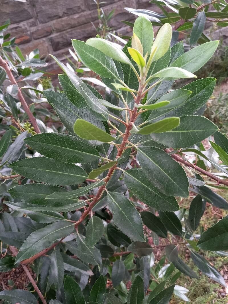 Heteromeles arbutifolia leaf