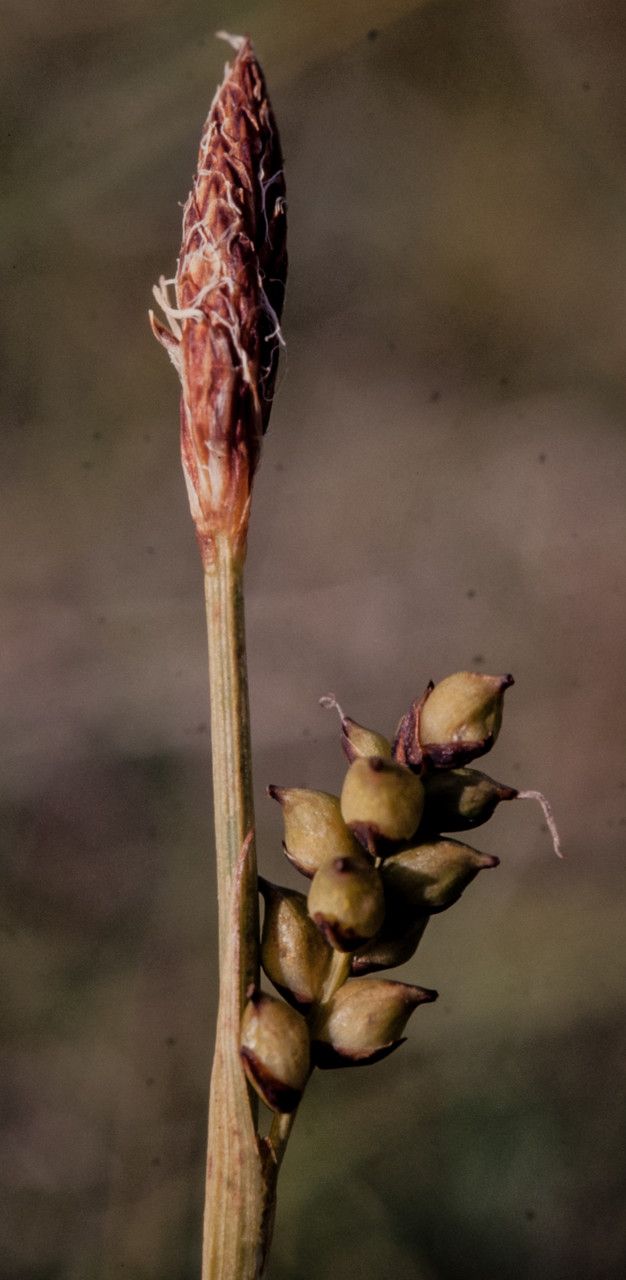 Carex vaginata fruit