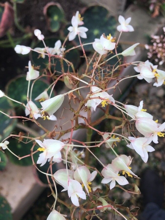 Begonia itaguassuensis flower