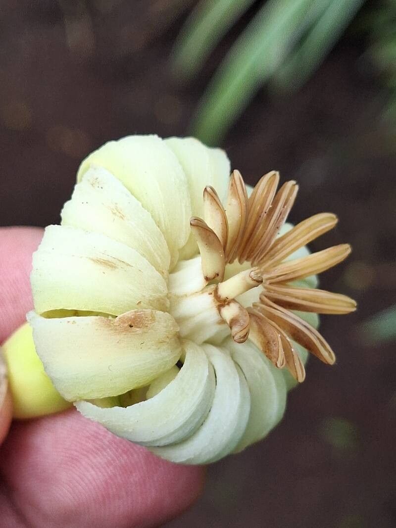 Anthocleista schweinfurthii flower