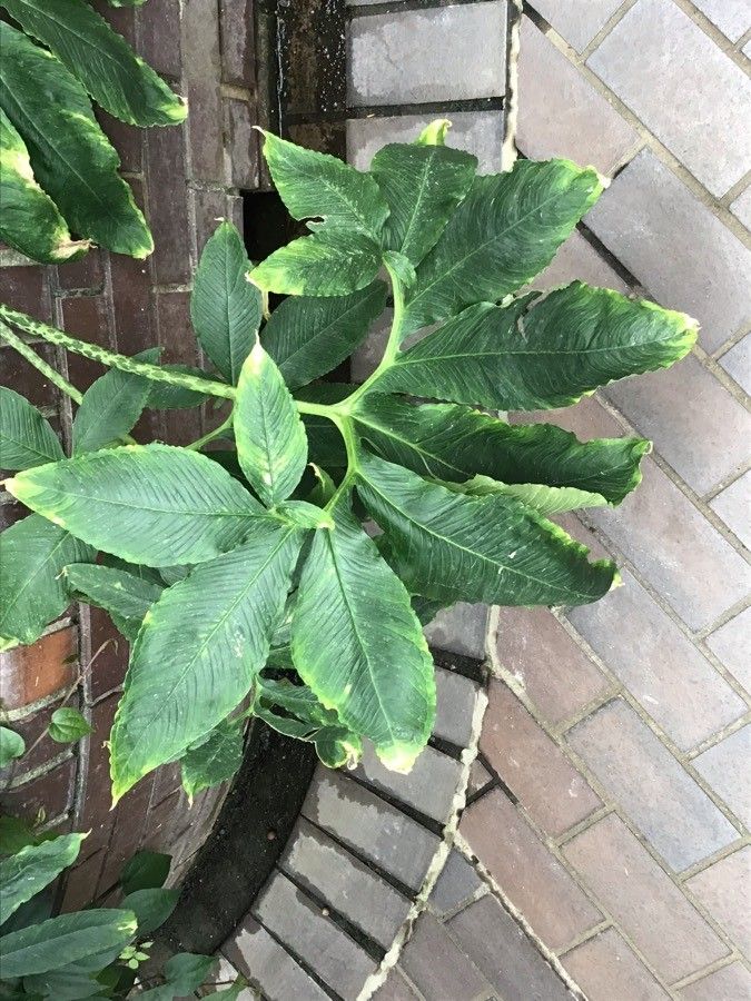 Sauromatum venosum — search result for 'Sri Lanka'