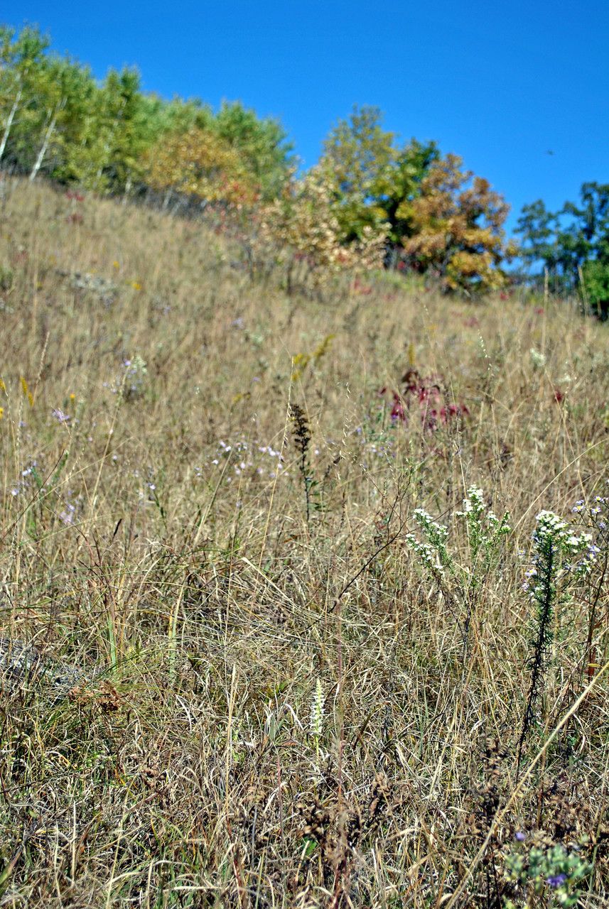 Spiranthes magnicamporum habit
