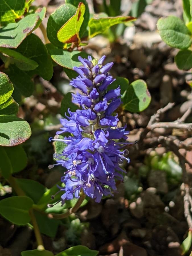Veronica allionii flower