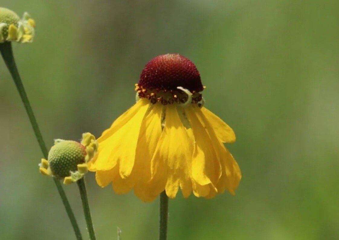 Helenium flexuosum flower