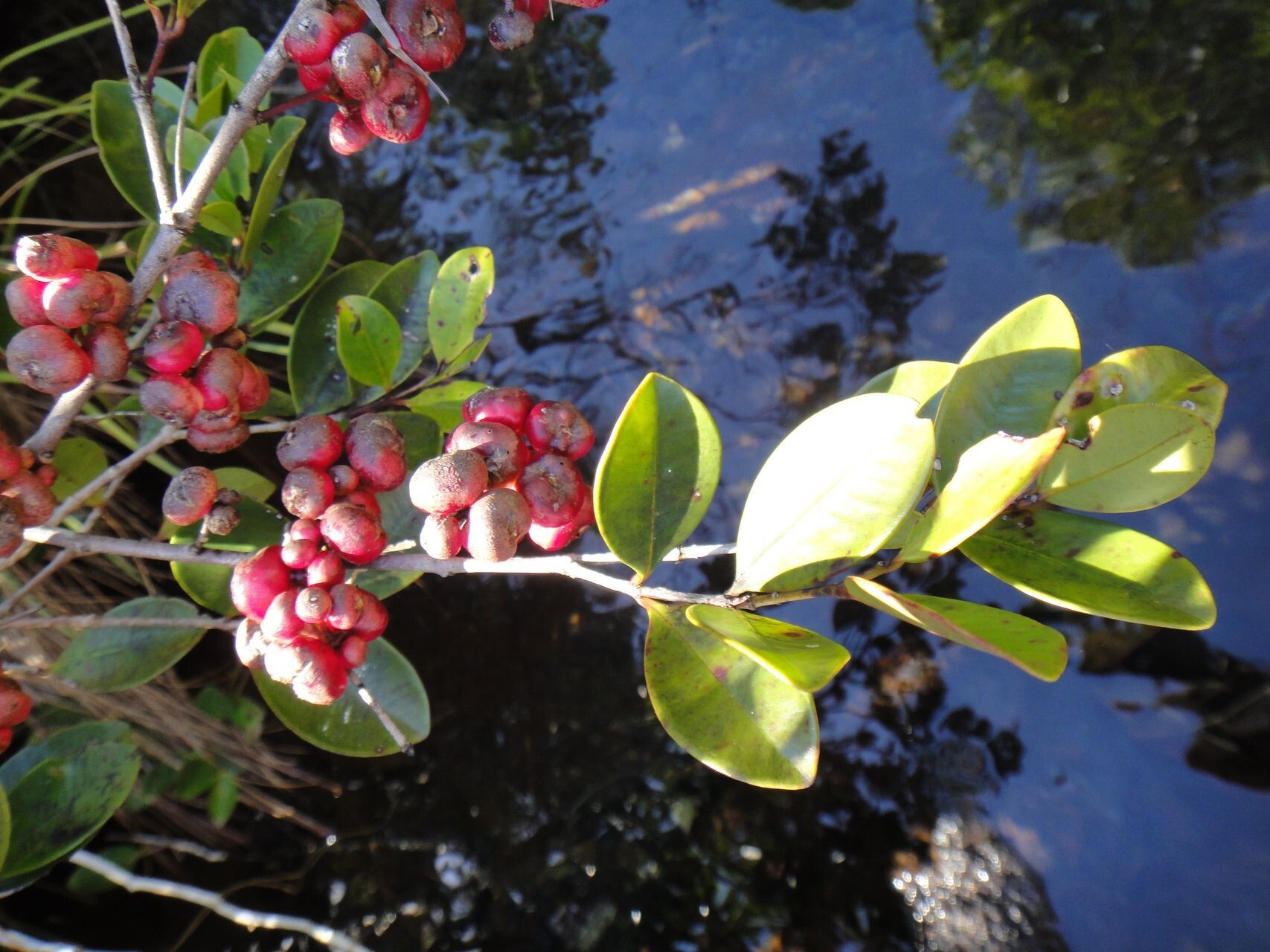 Syzygium quadrangulare — houseplant care guide