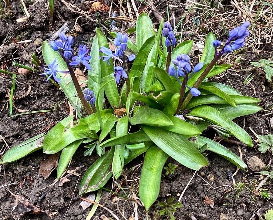 Scilla lilio-hyacinthus other