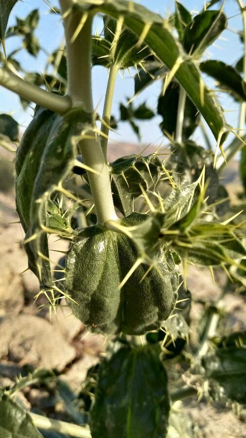 Carthamus oxyacantha bark