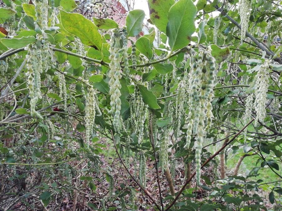 Garrya fremontii fruit